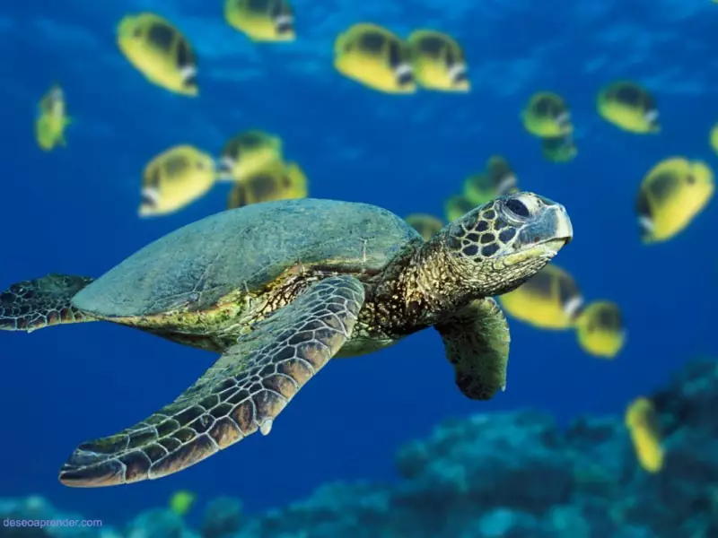 full TortugaIsland full TortugaIsland
