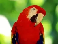 magrove orchids macaws tour